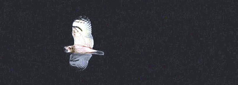 flying owl