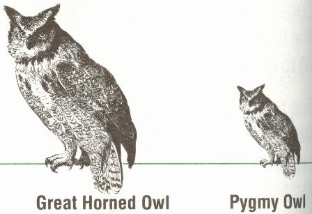 Owls
